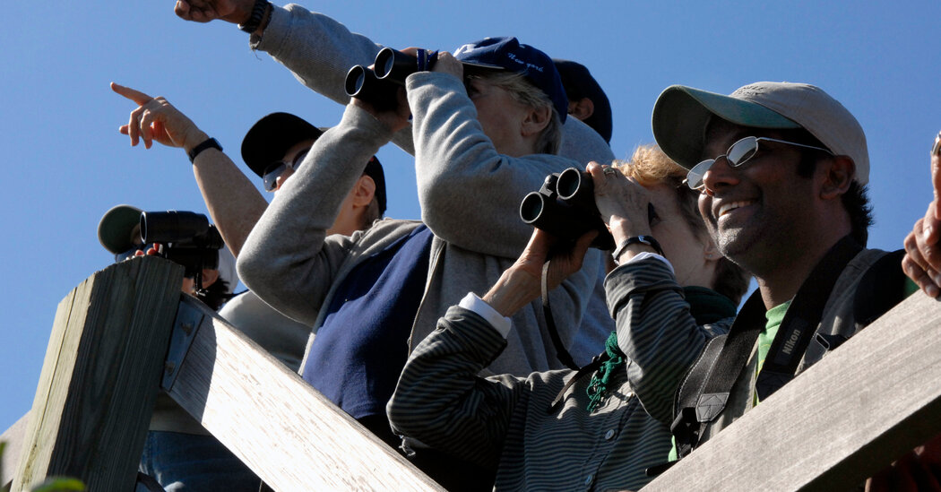 Go Birding With The Moments This Summer