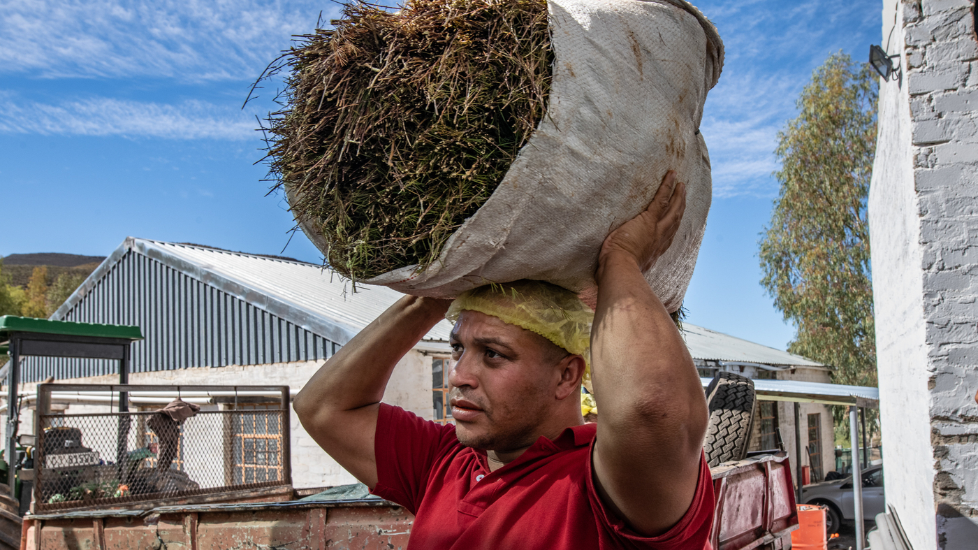 Area farmers in South Africa were being slice out of rooibos tea income. Now adjust is brewing