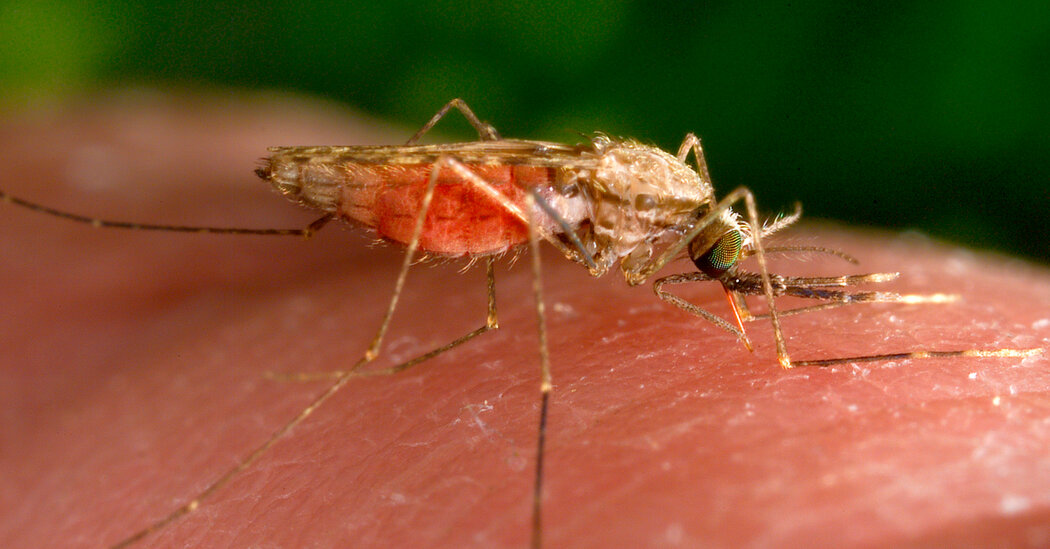 U.S. Sees Initial Instances of Local Malaria Transmission in Two Many years