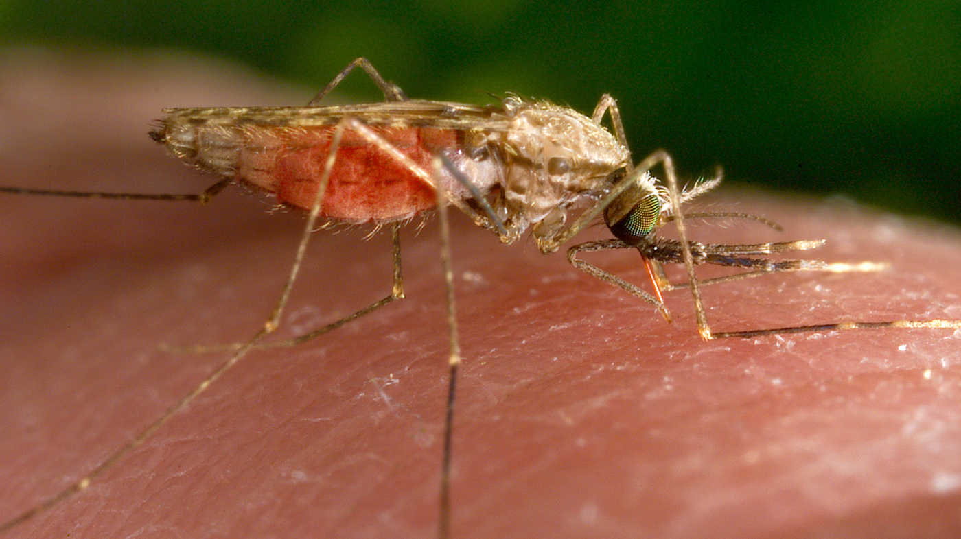 Malaria situations in Texas and Florida are the very first U.S. unfold because 2003 : NPR