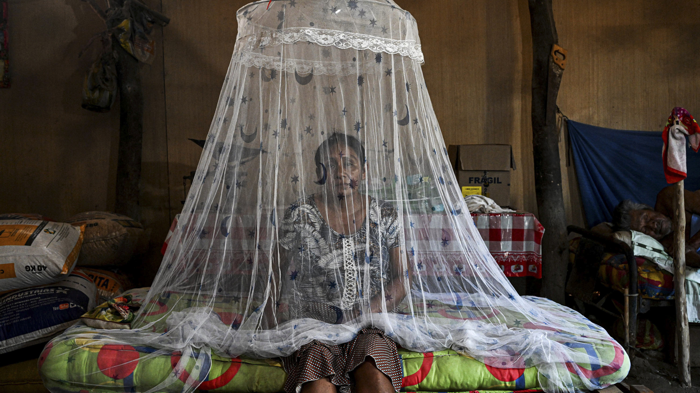 Peru is reeling from history case counts of dengue fever. What&#039s driving the outbreak?