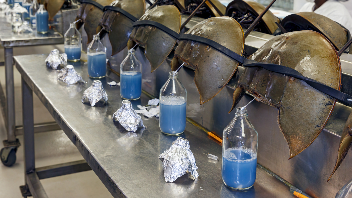 Biomedical labs bleed horseshoe crabs for vaccines with little accountability : NPR