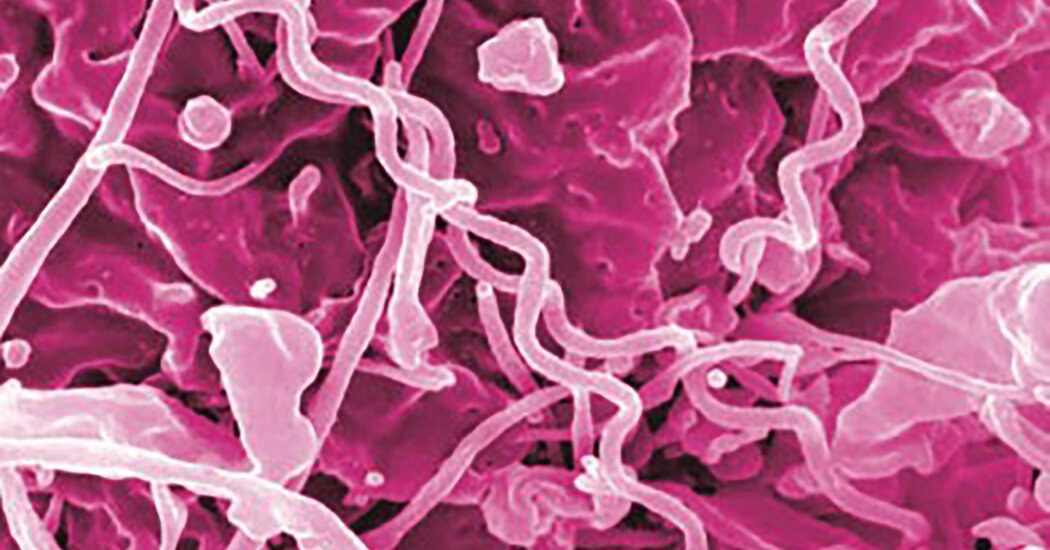 Antibiotic Shortage Could Gasoline Rise in Syphilis Charges