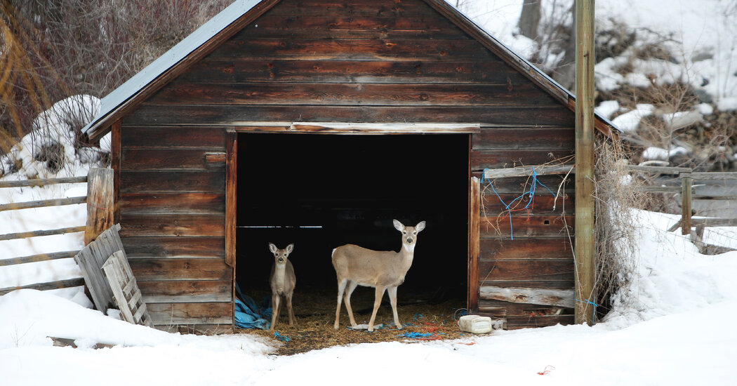 Coronavirus Spread Commonly in Deer, and Possibly Back again to People today, U.S.D.A. Suggests