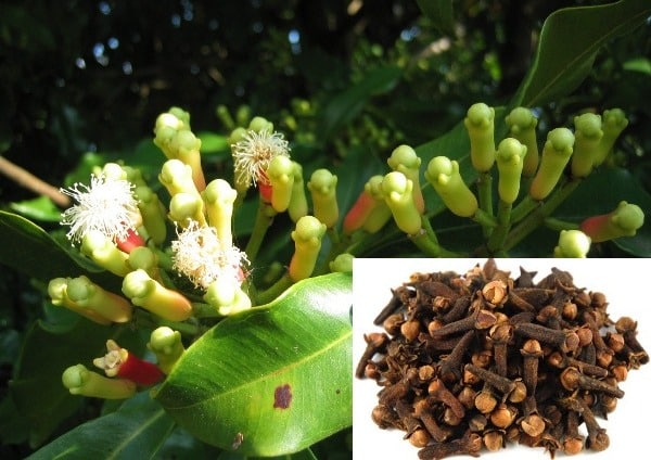 Clove Processing Plant Report 2023: Industry Trends and Raw Materials