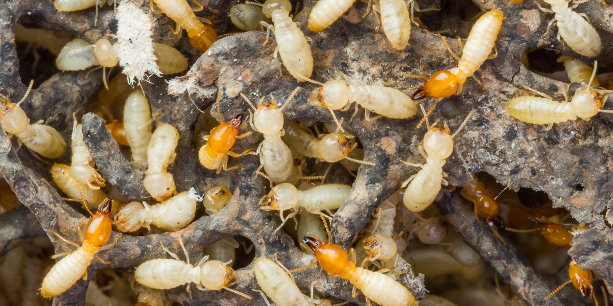  Termite Control Abu Dhabi: Preventive Measures and Treatment Options for Long-lasting Results