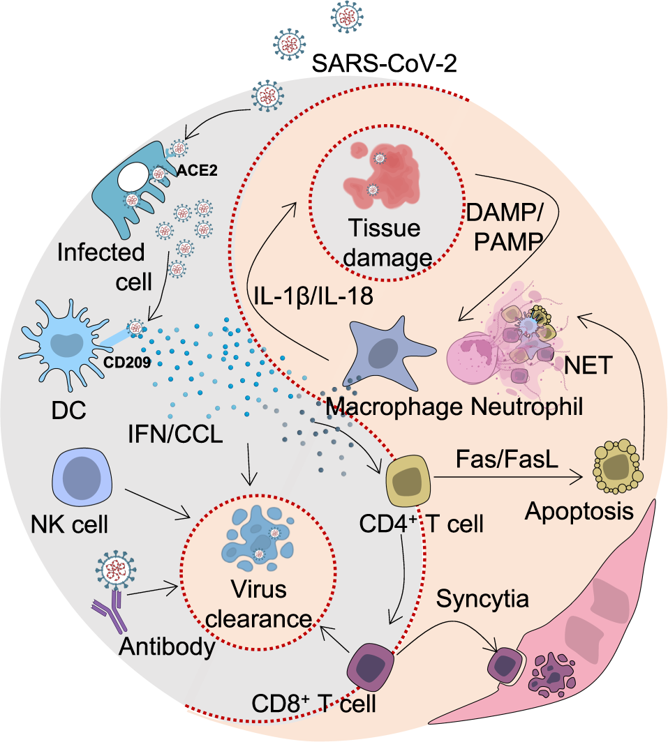 The WHO has suggested in opposition to using two antibody therapies in opposition to COVID-19 – right here’s what that means