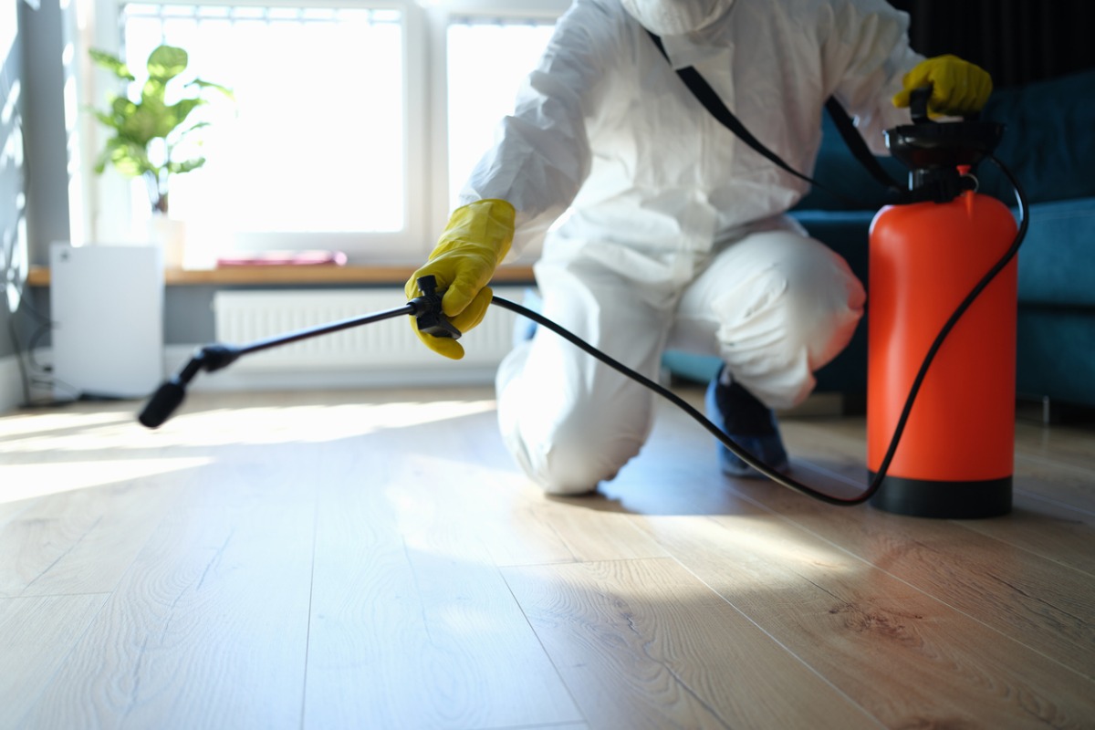 Pest Control Strategies: Protecting Your Home and Family from Insect Infestations