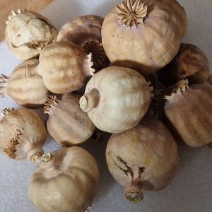 The Enigmatic Charm of Dried Poppy Pods: