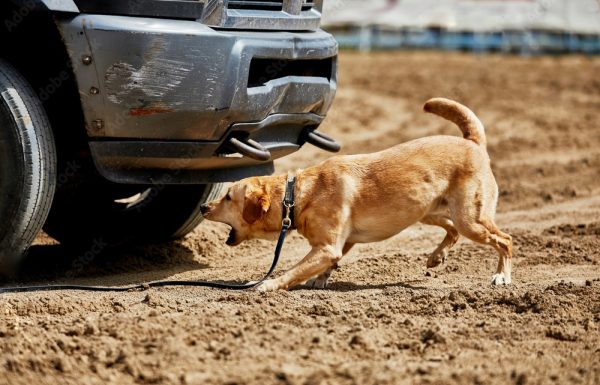 Heroic Canines of Pakistan into the Army Dog Center