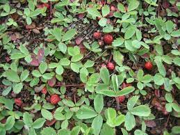 Cultivo e benefícios do morango silvestre (Fragaria virginiana)