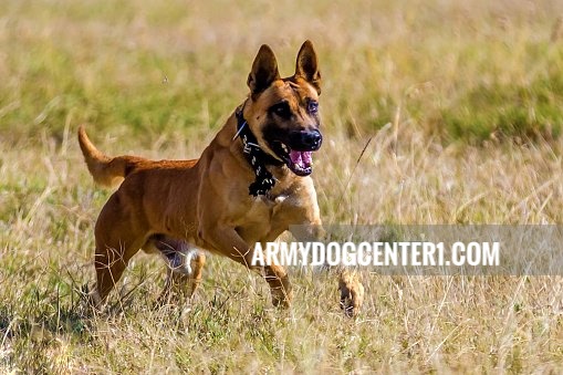 Unveiling the icons of the Army Dog Center