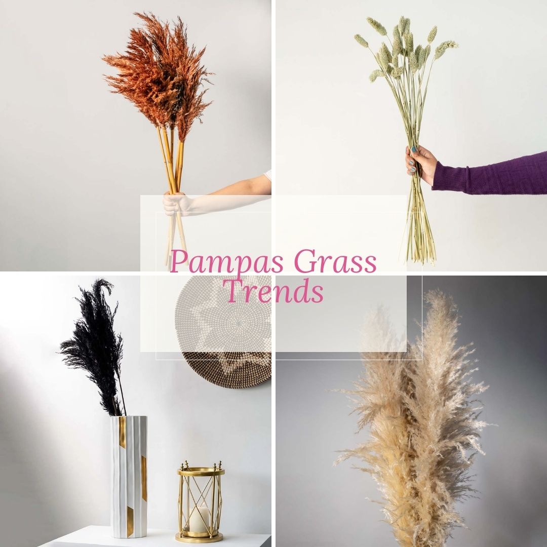 Pampas Grass Trends and Why It’s Popular to Stay