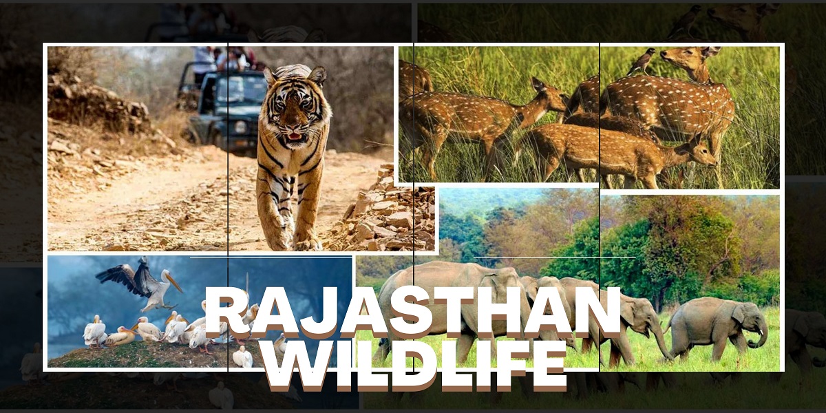 Rajasthan Wildlife Tour Packages: Explore the Beauty of Indian Wildlife